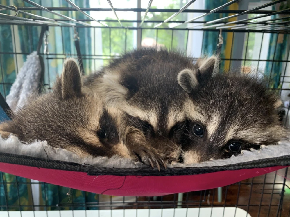 cuddle puddle of raccoons.png